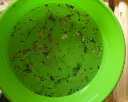 garden impact.webp