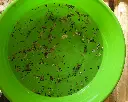 garden impact.webp