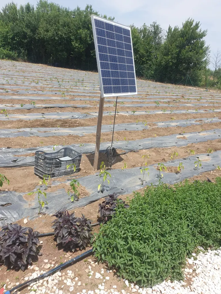 Tutamor moth trap Field set up for autonomous moth mass trapping